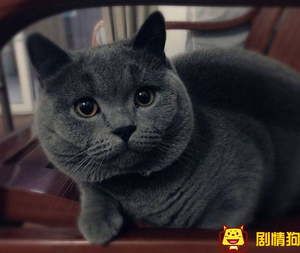 颤抖吧，啊部朵喵原型是什么？是什么品种的猫？